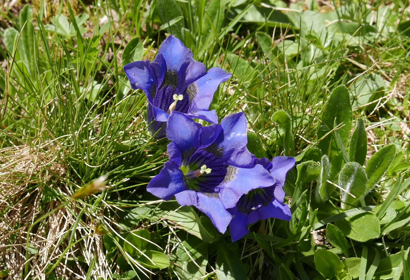 Gentians